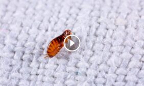 القضاء على البراغيث: حلول مبتكرة لمنزل نظيف وحيوانات مرتاحة