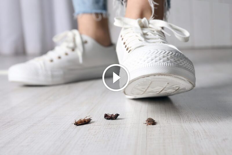 أمن منزلك بذكاء: دليل مكافحة الآفات المنزلية الفعال