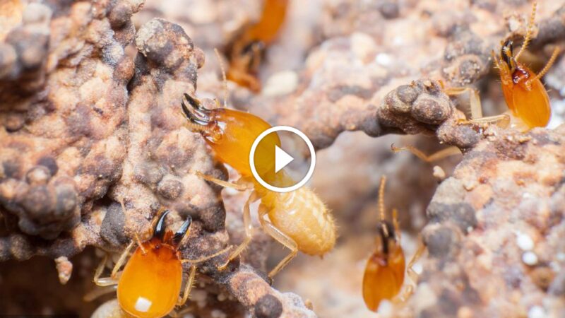 حلول طبيعية وكيميائية لـ مكافحة النمل الأبيض في الأثاث والجدران