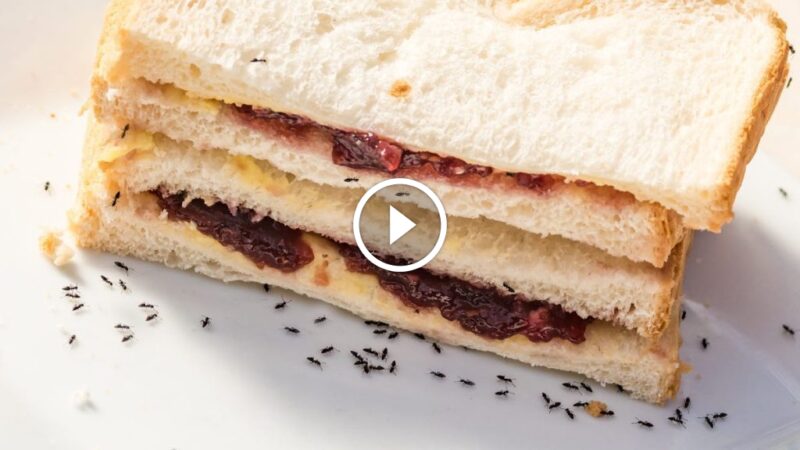 تخلص من النمل نهائيًا: خطة عمل متكاملة لـ مكافحة النمل