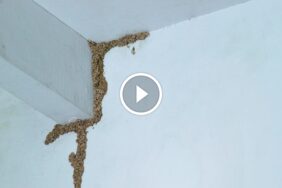 الأرَضَة في منزلك؟ إليك الدليل الكامل لـ علاج الأرَضَة في الجدار