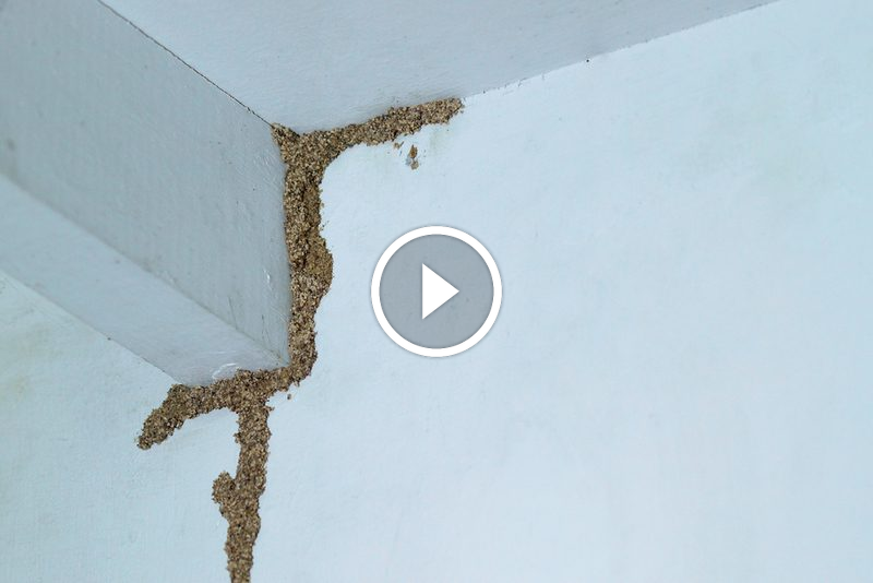 الأرَضَة في منزلك؟ إليك الدليل الكامل لـ علاج الأرَضَة في الجدار