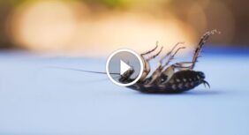 حلول مبتكرة: التخلص من الصراصير بأمان وفعالية لمنزلك