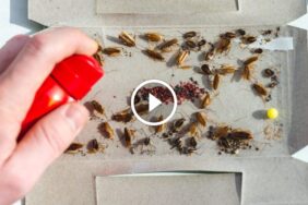 تخلص من الصراصير للأبد: الحل الجذري لمكافحة الصراصير