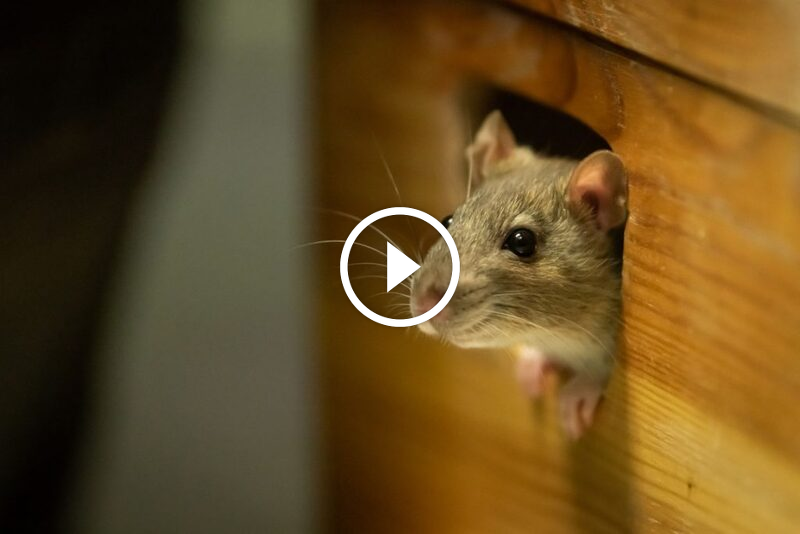 من الوقاية للمكافحة: كل ما تحتاج معرفته عن **مكافحة الفئران**