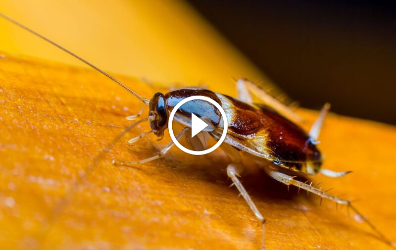 الصراصير الصغيرة: فهم طبيعتها للقضاء عليها بذكاء