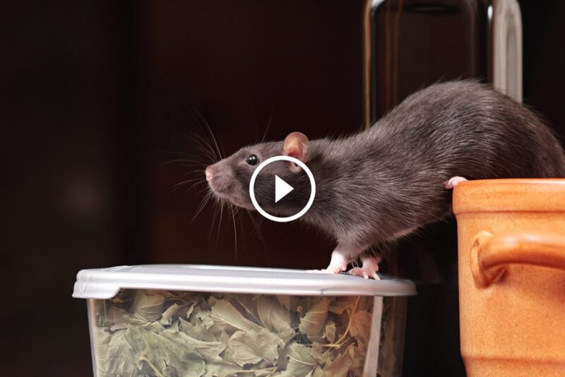 حل مشكلة الفئران: استراتيجيات متقدمة لـ طرد الفئران نهائيًا