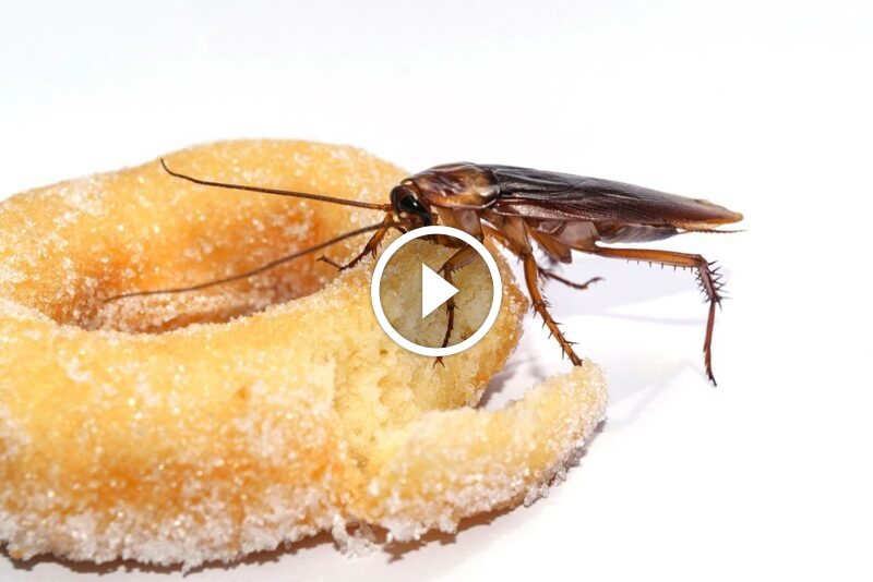 تخلص من الكابوس: الدليل النهائي لـ علاج الصراصير نهائياً