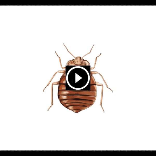 كل ما يخص بق الفراش: من الأسباب إلى القضاء التام