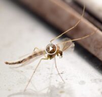 التخلص النهائي من الهاموش: أفضل طرق مكافحة الهاموش المنزلية