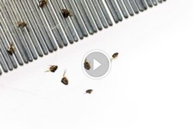 نحو التميز: ضمان رضا العملاء في مكافحة الآفات وسياسة الاسترداد