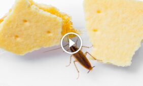 مطبخك أولاً: استراتيجيات متقدمة لمكافحة الحشرات الصغيرة في المطبخ