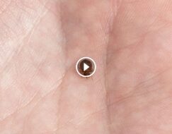 أضرار بق الفراش الصامتة: علامات الإصابة وطرق العلاج