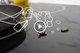 مكافحة الصراصير في المطبخ: كل ما تحتاج معرفته