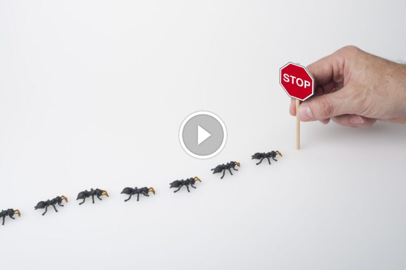 الخطوات الأساسية لـمكافحة النمل المنزلي والقضاء عليه