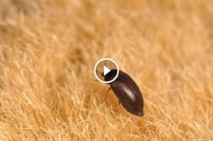 استراتيجيات آمنة لـ مكافحة الخنافس السوداء الصغيرة وحماية أطفالك