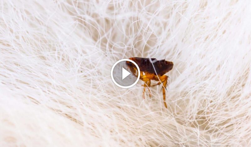 حلول جذرية لـ القضاء على البراغيث في المنزل والوقاية منها