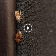 تعزيز ثقة المستهلك: القوة الكامنة وراء ضمان استعادة الرسوم