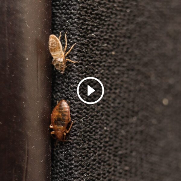 تعزيز ثقة المستهلك: القوة الكامنة وراء ضمان استعادة الرسوم