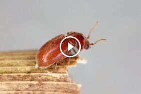 حلول جذرية للسوس الطائر: استراتيجيات مجربة ومضمونة لمطبخ نظيف