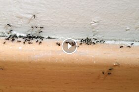 مكافحة النمل المنزلي بنفسك: استراتيجيات غير مكلفة