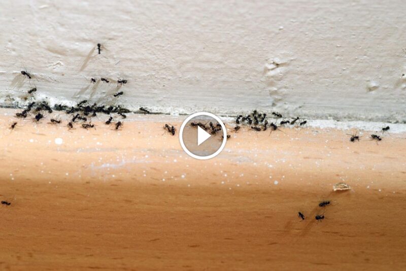 مكافحة النمل المنزلي بنفسك: استراتيجيات غير مكلفة