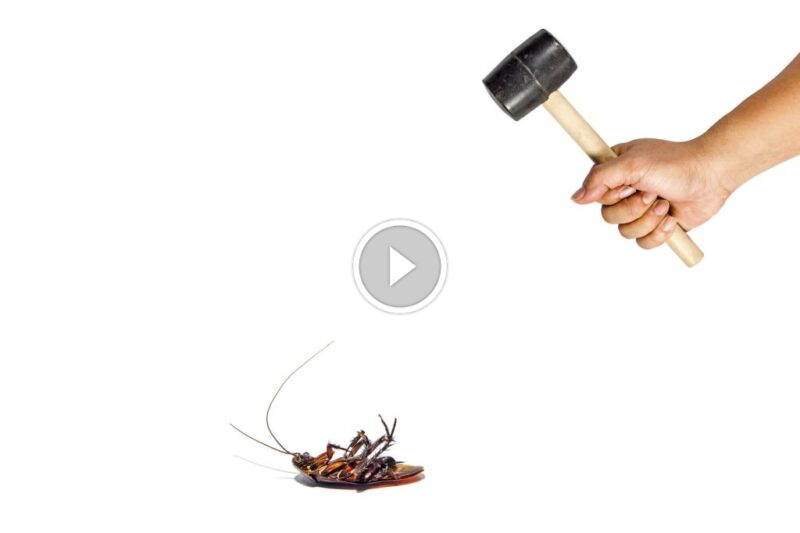 تخلص من الصراصير الآن: أفضل أساليب مكافحة الصراصير الحديثة والمنزلية