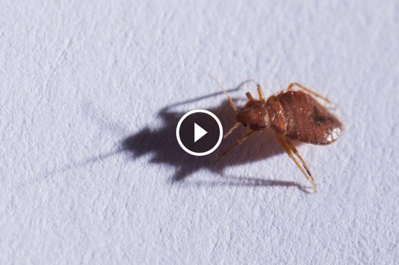 استعد هدوء منزلك: أساليب مكافحة البق وطفيليات الفراش