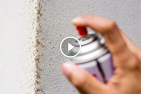 اكتشف أقوى طرق مكافحة النمل في المنزل وتخلص منه للأبد