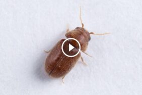 المجد الإماراتية: استراتيجيات متقدمة لمكافحة السوس