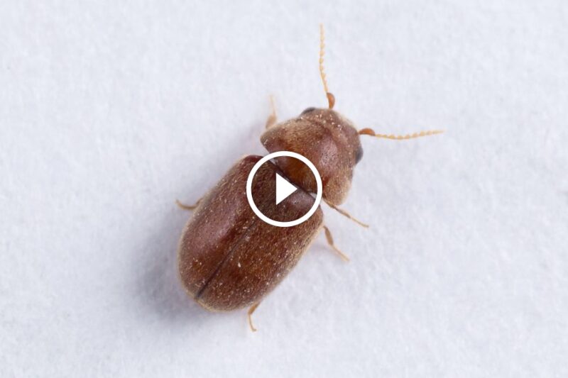 المجد الإماراتية: استراتيجيات متقدمة لمكافحة السوس