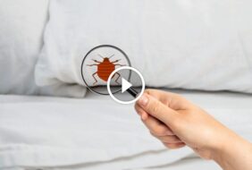 فهم بق الفراش: مكافحة فعالة وتجنب الإصابة
