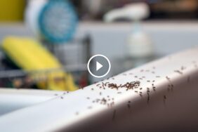 حلول مبتكرة لـ مكافحة النمل في الحمام: تخلص منه بدون مبيدات