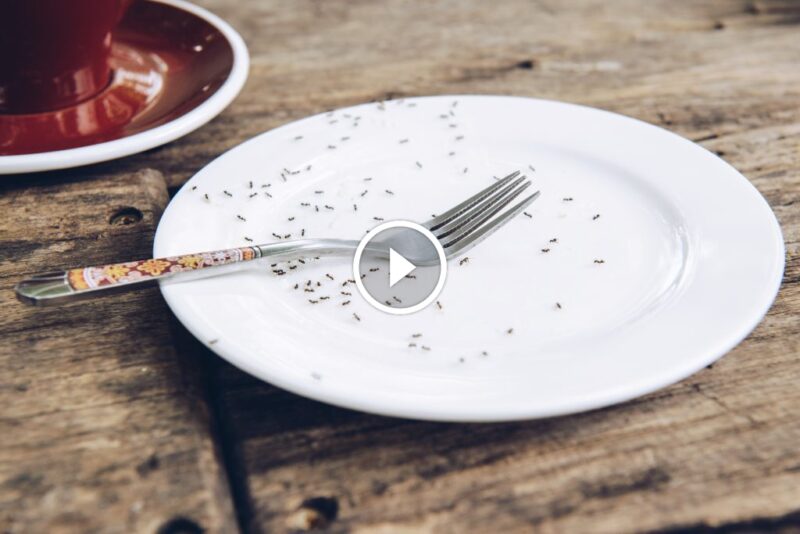 سر مكافحة النمل الصغير: حلول طبيعية وسريعة للتخلص منه