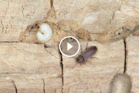 ضمان الرضا التام: المعيار الذهبي لجودة الخدمات المستقبلية