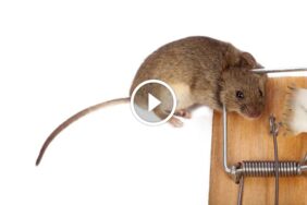 ضمان رضا العملاء: ميزة تنافسية لا غنى عنها في مكافحة الآفات