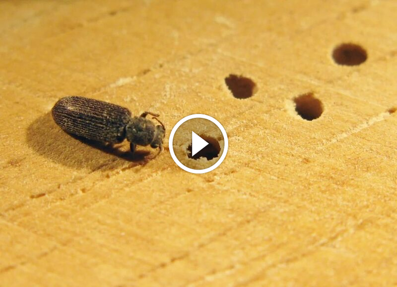 ثقة الشركات وجودة خدماتها: مرآة لضمان الرضا التام