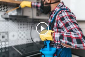 مكافحة الصراصير في البيت: وداعاً للحشرات المزعجة بمنزلك