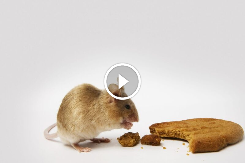 دليلك للتعامل مع الفئران: فهم شامل لـ النظام الغذائي للفئران