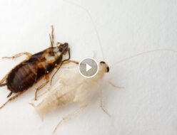 الصرصور الأبيض بين الأسطورة والحقيقة: نصائح عملية لمكافحته