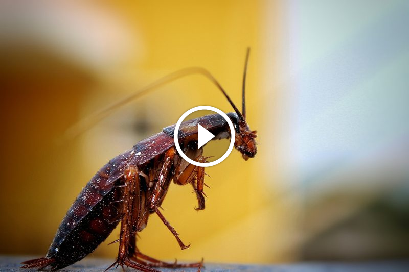 لماذا يعتبر ضمان رضا العملاء حجر الزاوية في مكافحة الآفات؟