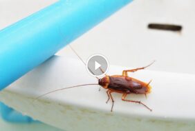 منزلك آمِن: تحديات مكافحة الصراصير الصغيرة في الحمام الصحية