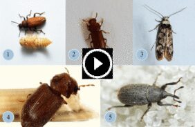 دليل الخبراء: أنواع الخنافس المنزلية وكيفية التخلص منها