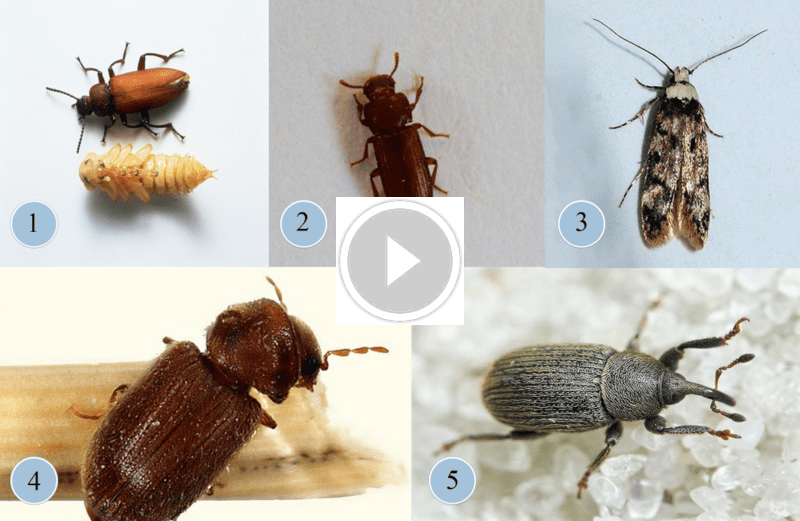 دليل الخبراء: أنواع الخنافس المنزلية وكيفية التخلص منها