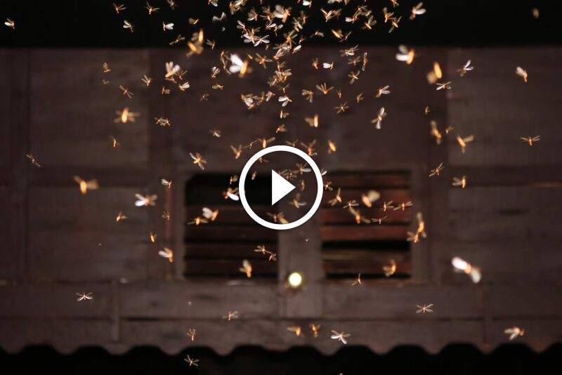 كيف يؤثر المطر على النمل الأبيض وماذا تفعل؟