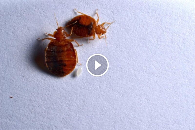 حماية المستهلك: ضمان رضا العملاء في قطاع مكافحة الآفات