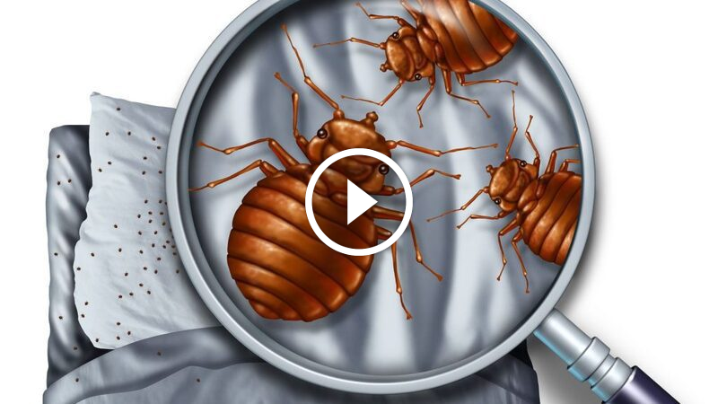 هل الريحان يقضي على بق الفراش؟ حقائق وأساليب مثبتة علميًا