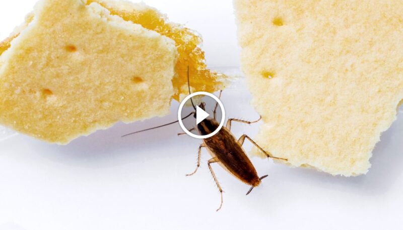 منع عودة الصراصير: التخلص من الصراصير الصغيرة في المطبخ بخطوات بسيطة