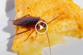 وداعًا للصراصير: طرق طبيعية وكيميائية لمكافحة الصراصير