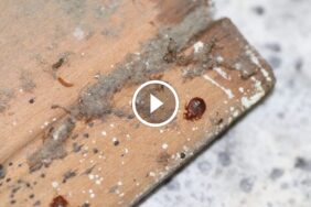 ضمان استرداد المبلغ الكامل: بناء سمعة قوية لخدماتك